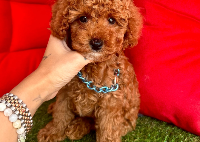 Toy Poodle Mini Yavrular